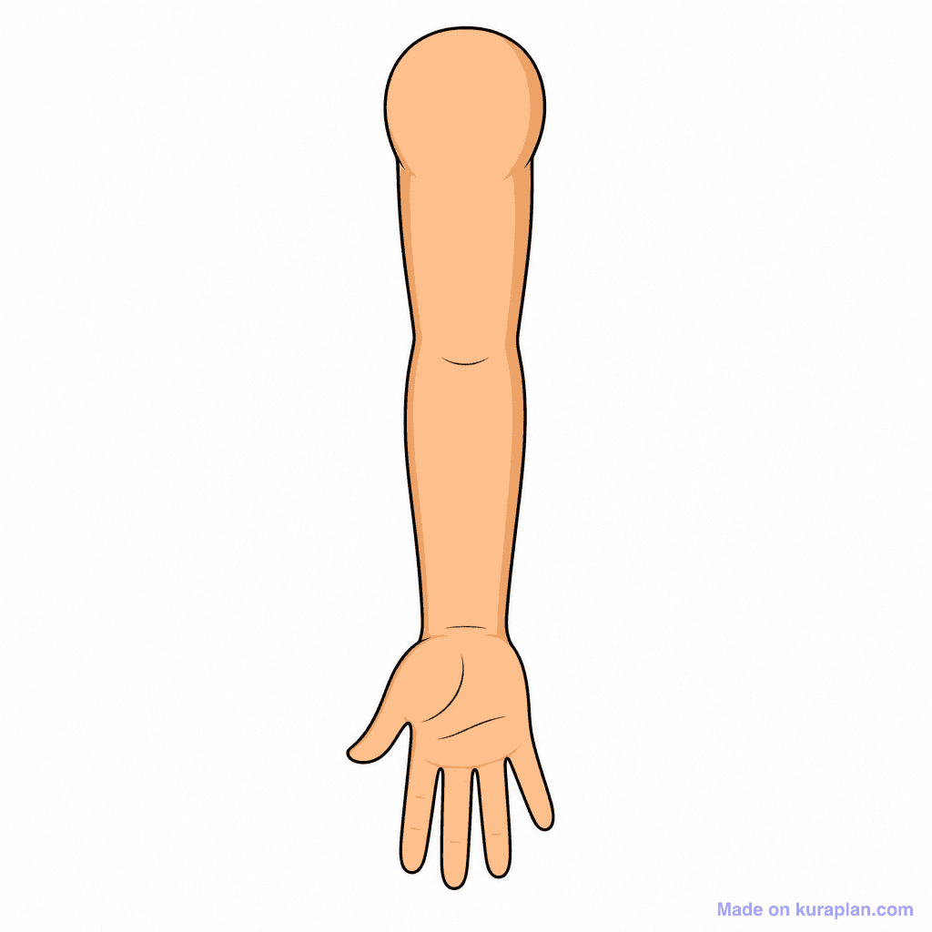 Body Arm Whole