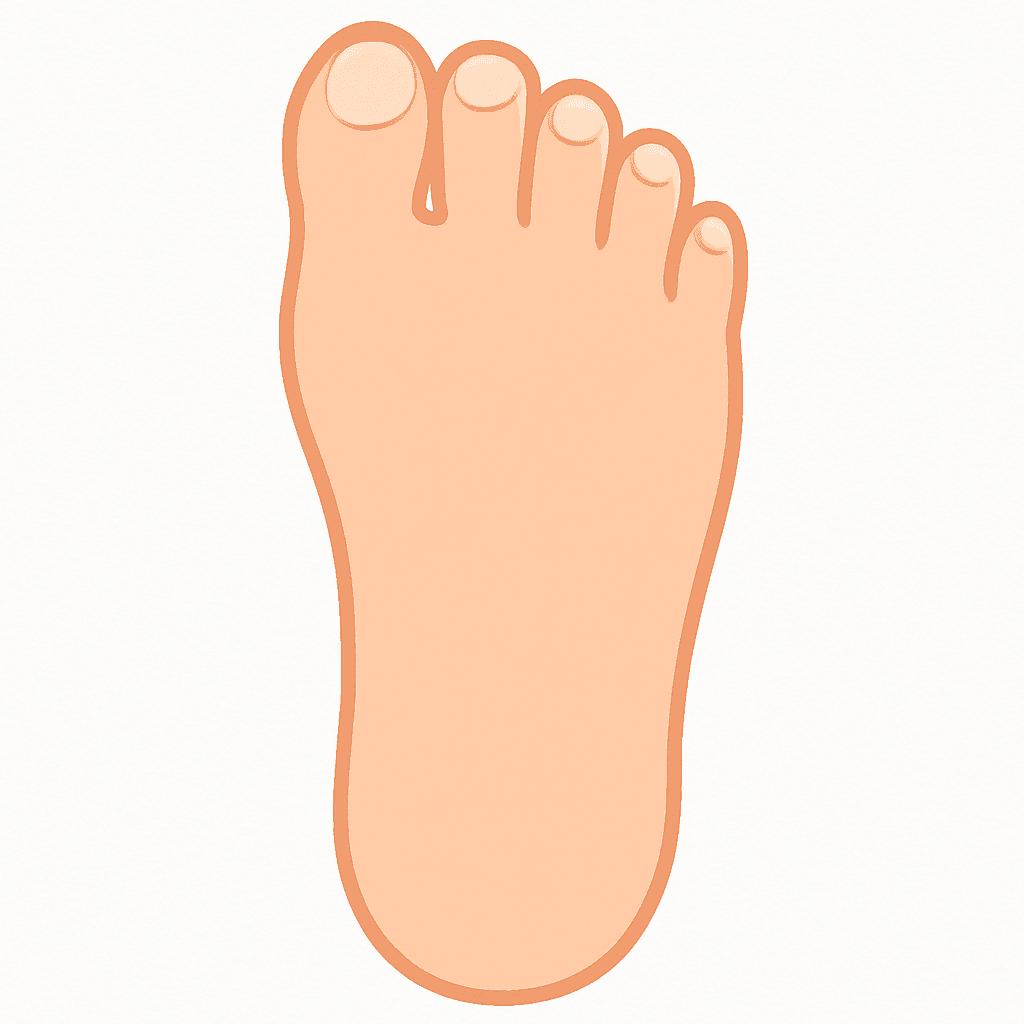 Foot (illustration)