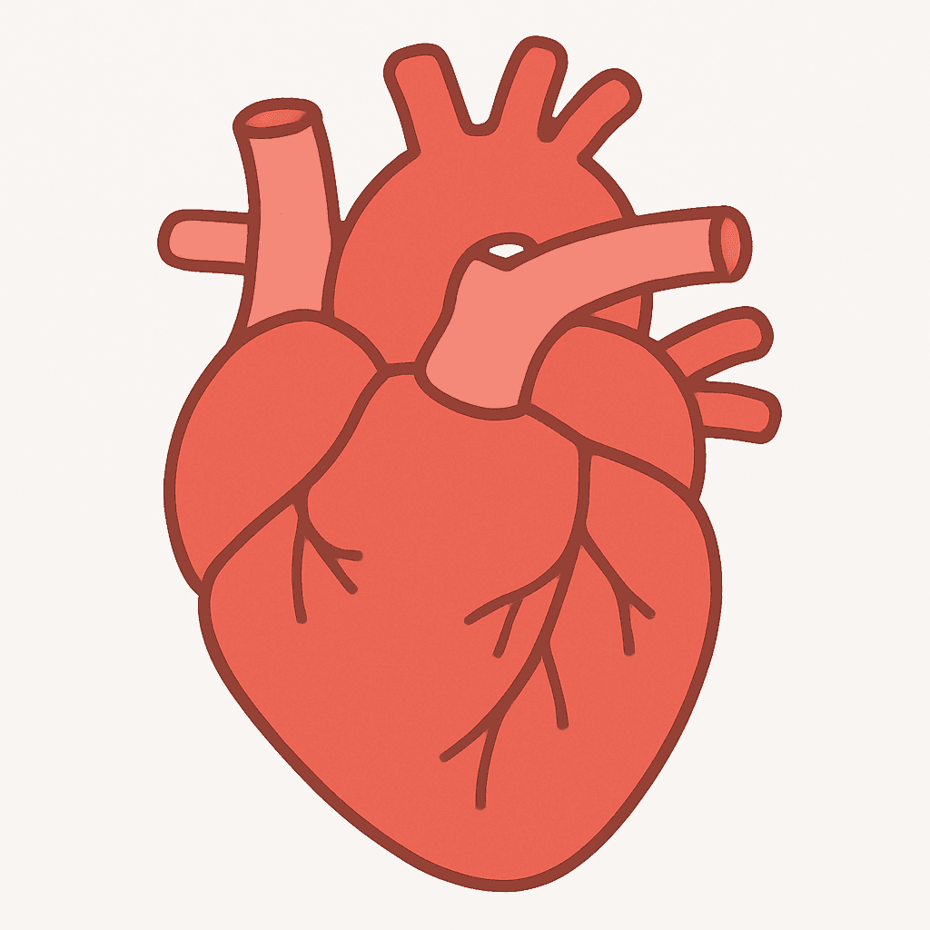 Heart (simple illustration)