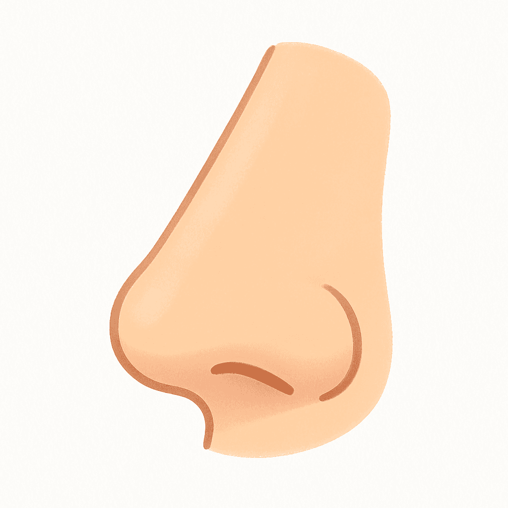 Nose (illustration)