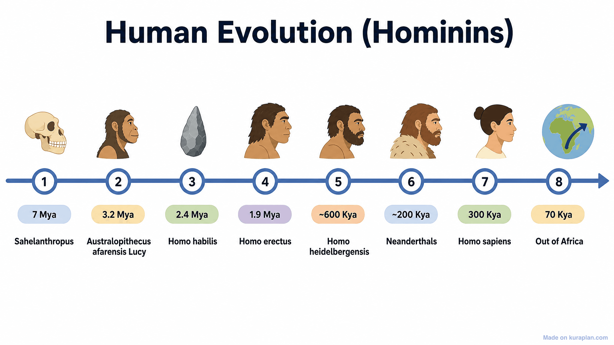 Human Evolution (Hominins) Timeline