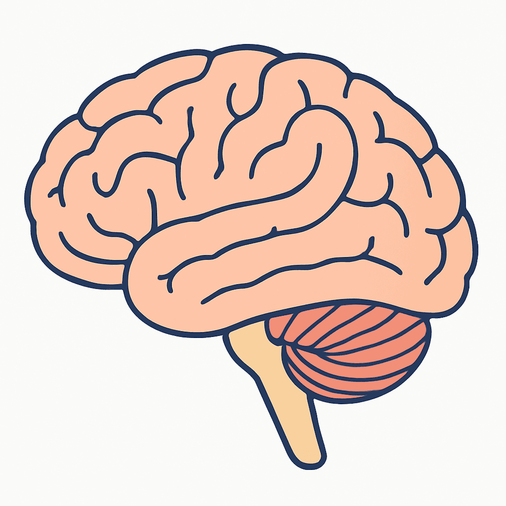 Brain — side view (unlabeled)