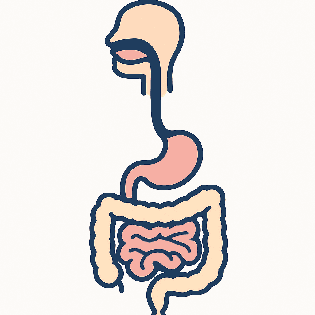 Digestive system (unlabeled)