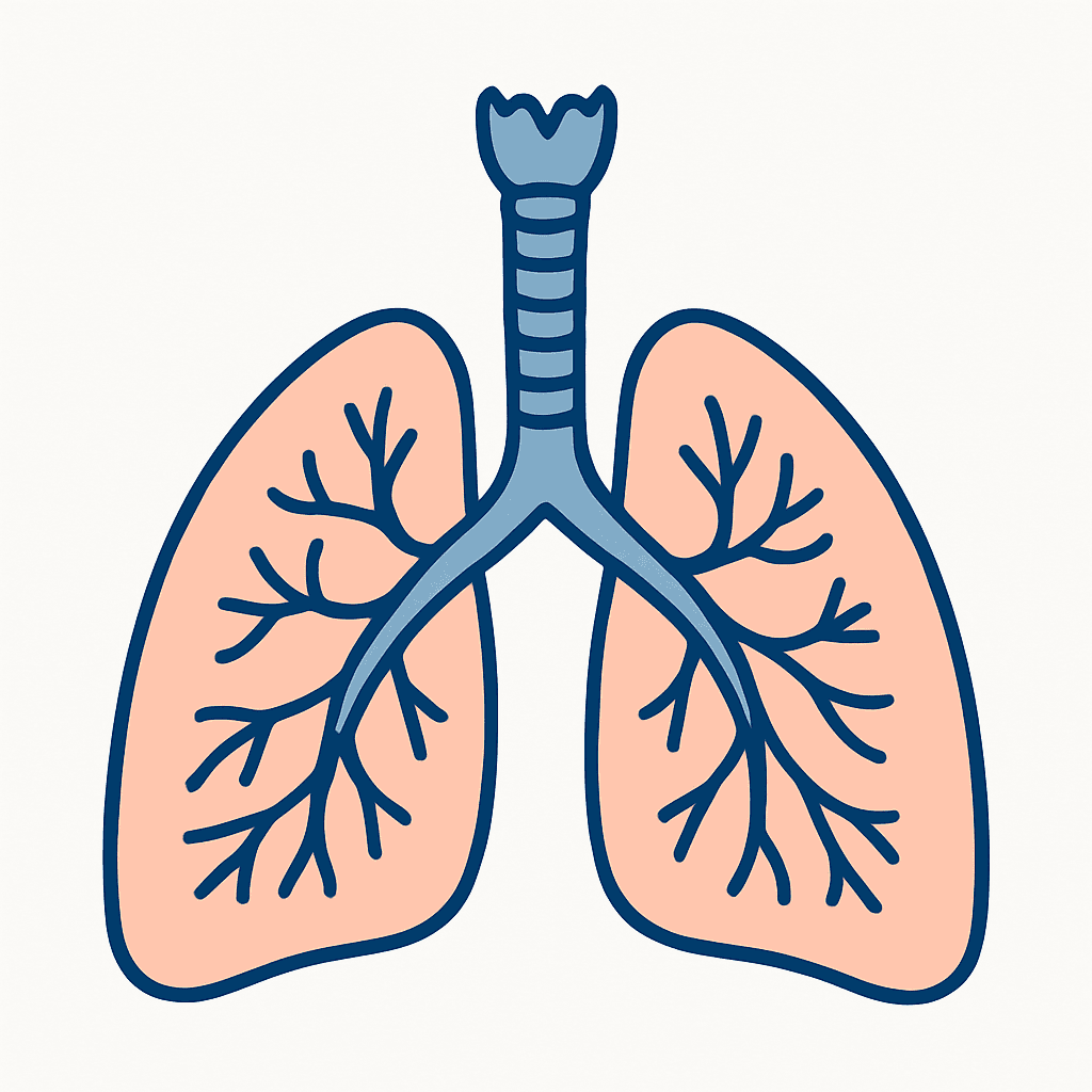 Lungs (unlabeled)