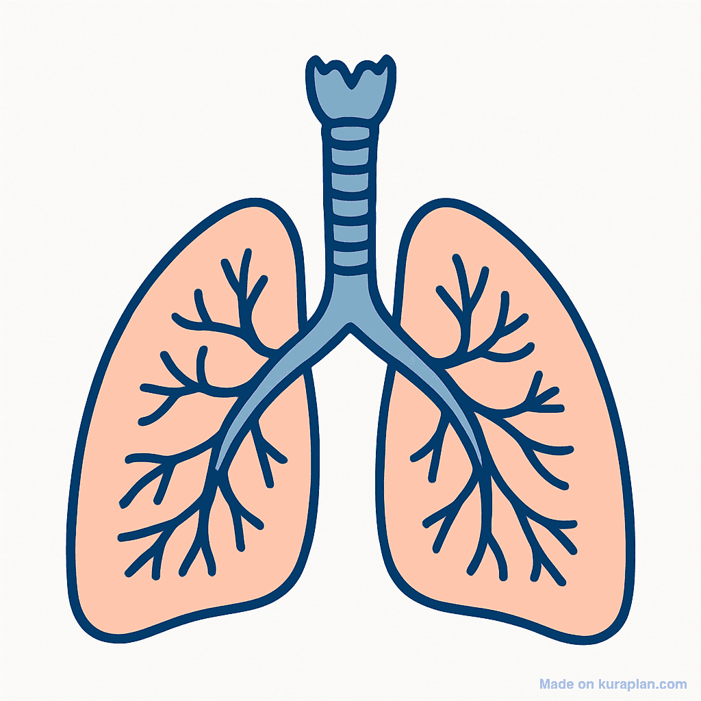 Lungs (unlabeled)
