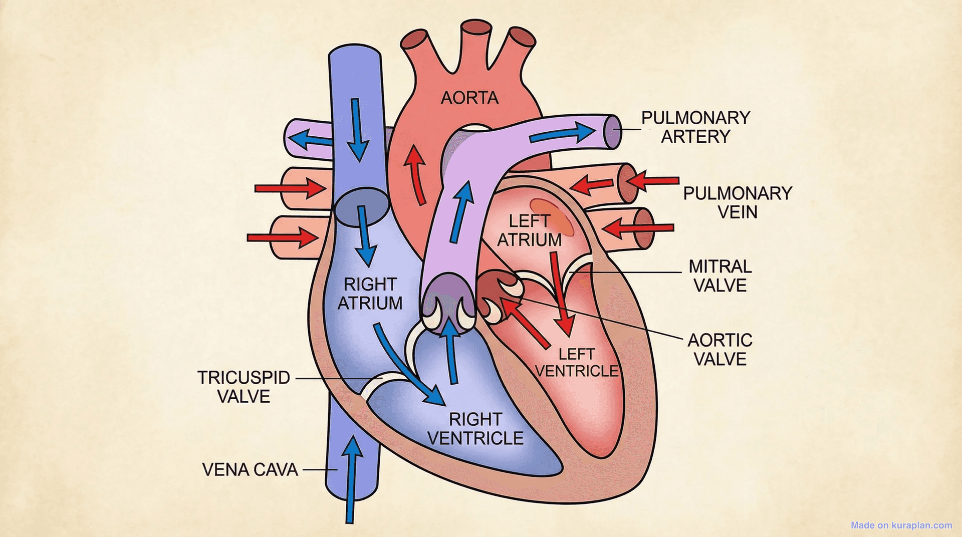 Human heart anatomy diagram for biology and health education