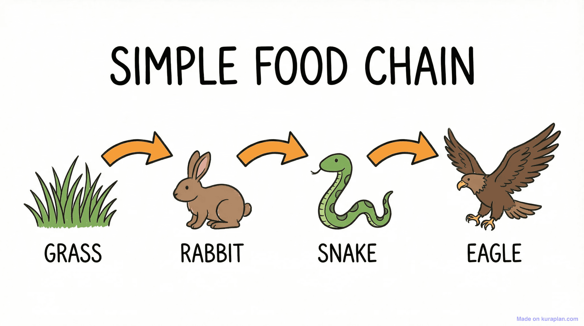 Food chain diagram showing energy flow for ecology education
