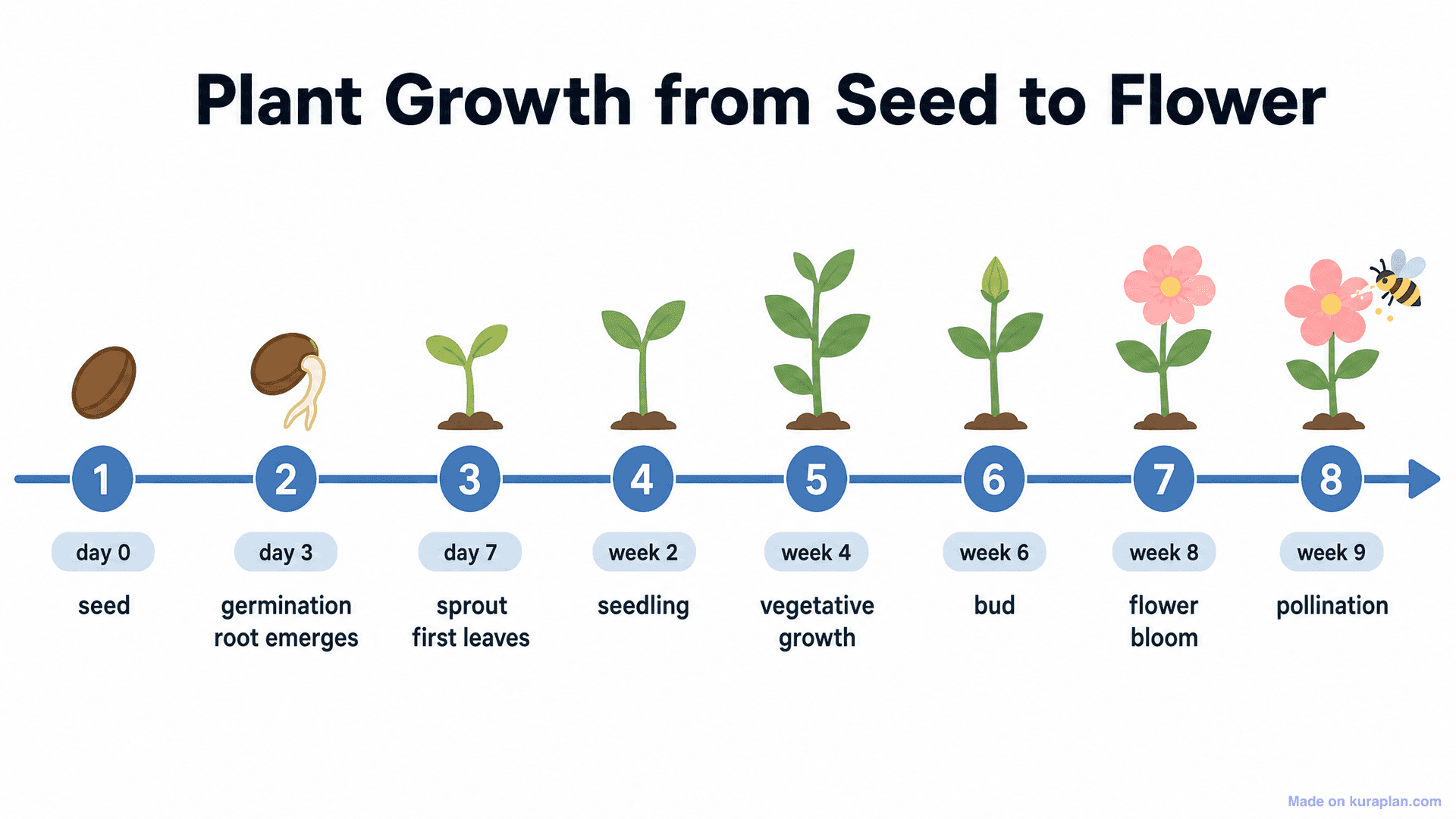 Plant Growth from Seed to Flower Timeline