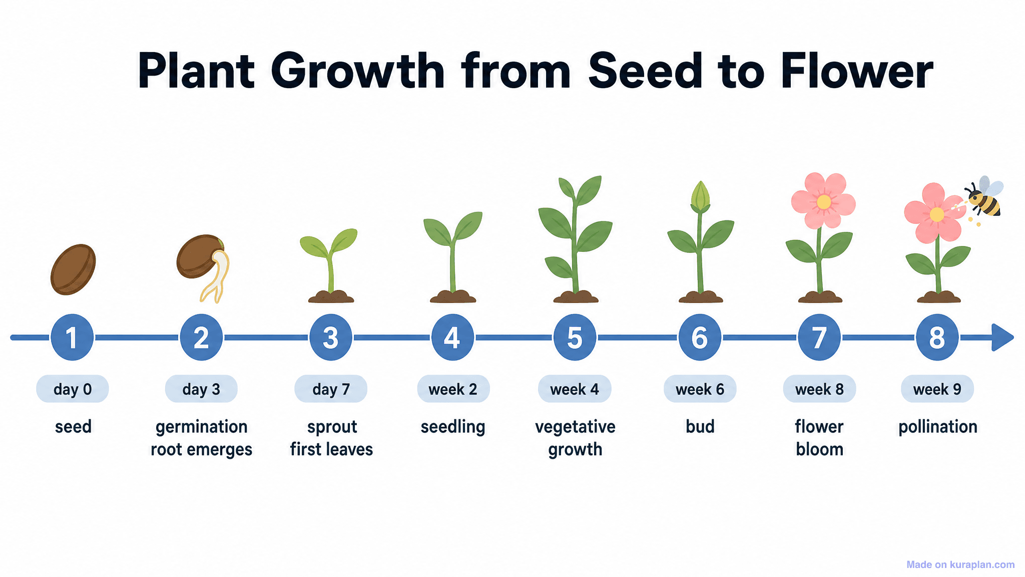 Plant Growth from Seed to Flower Timeline