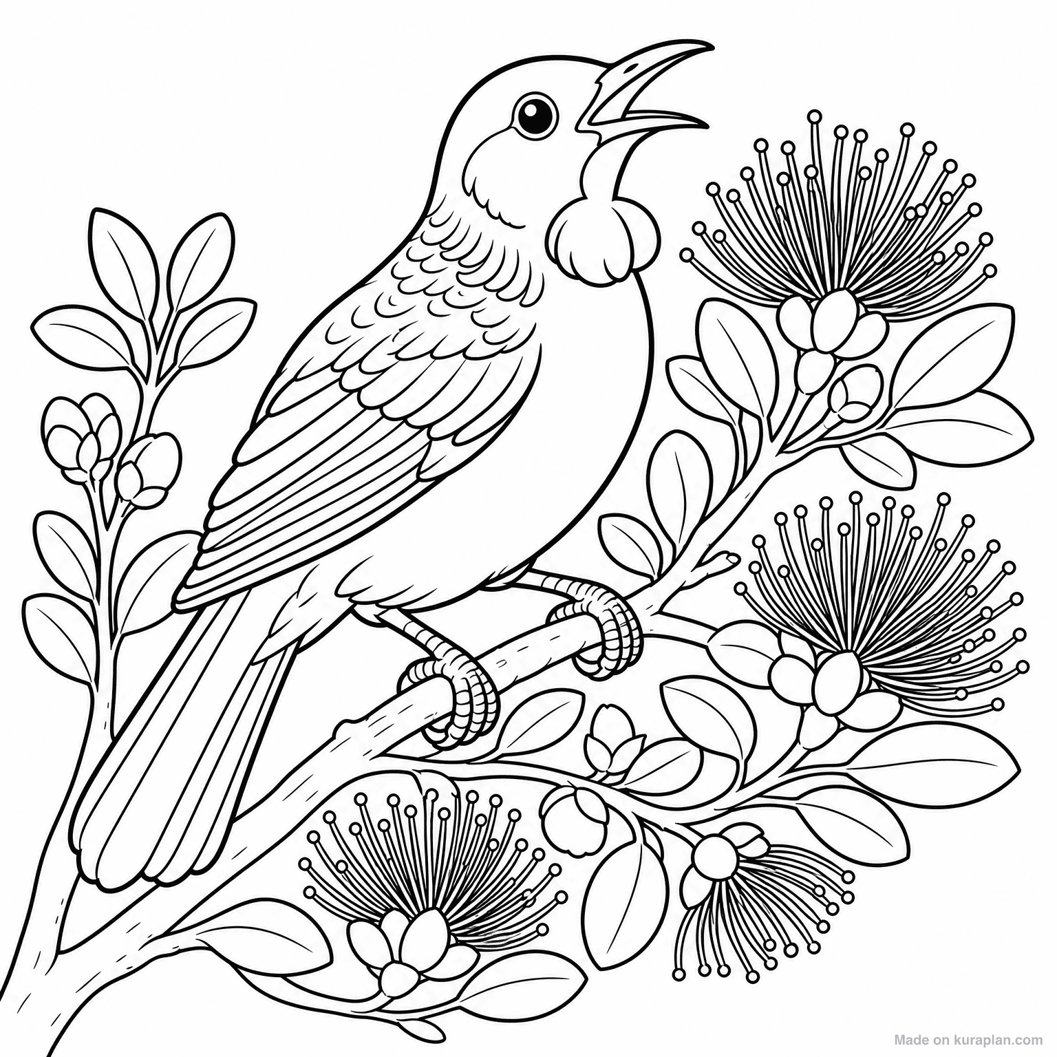 Tui Bird Singing (NZ) — Coloring Page