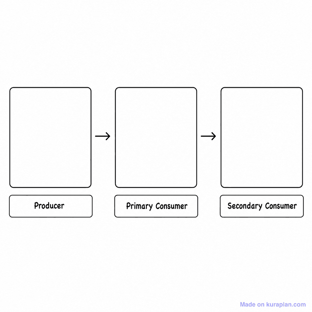 Food Chain 3 Box Blank