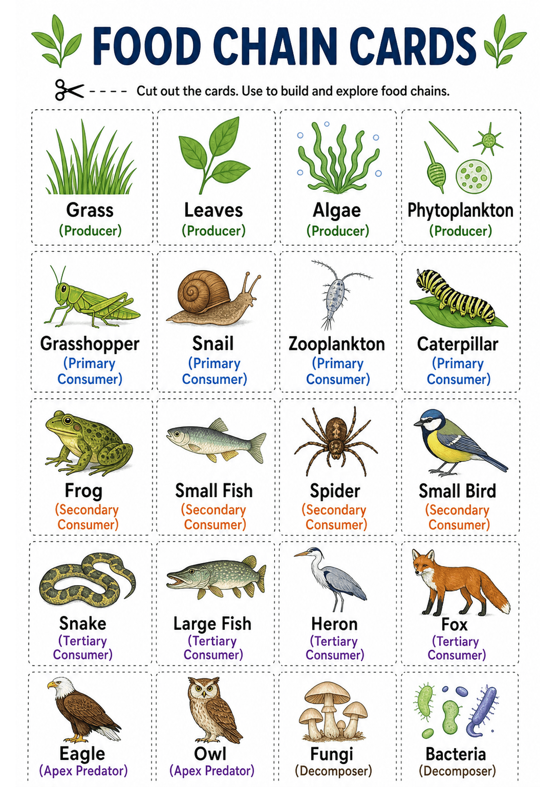 Food Chain Cards: A4 portrait sheet with large heading 'FOOD CHAIN CARDS' and instruction 'Cut out the cards. Use to build and explore food chains.' Multiple dashed rectangles arranged in a grid, each containing a coloured illustration, the organism name in bold (e.g. Grass, Grasshopper, Frog, Snake, Eagle, Fungi, Bacteria) and a short role label in parentheses beneath (Producer in green, Primary Consumer in blue, Secondary Consumer in orange, Tertiary Consumer in purple, Apex Predator and Deco...