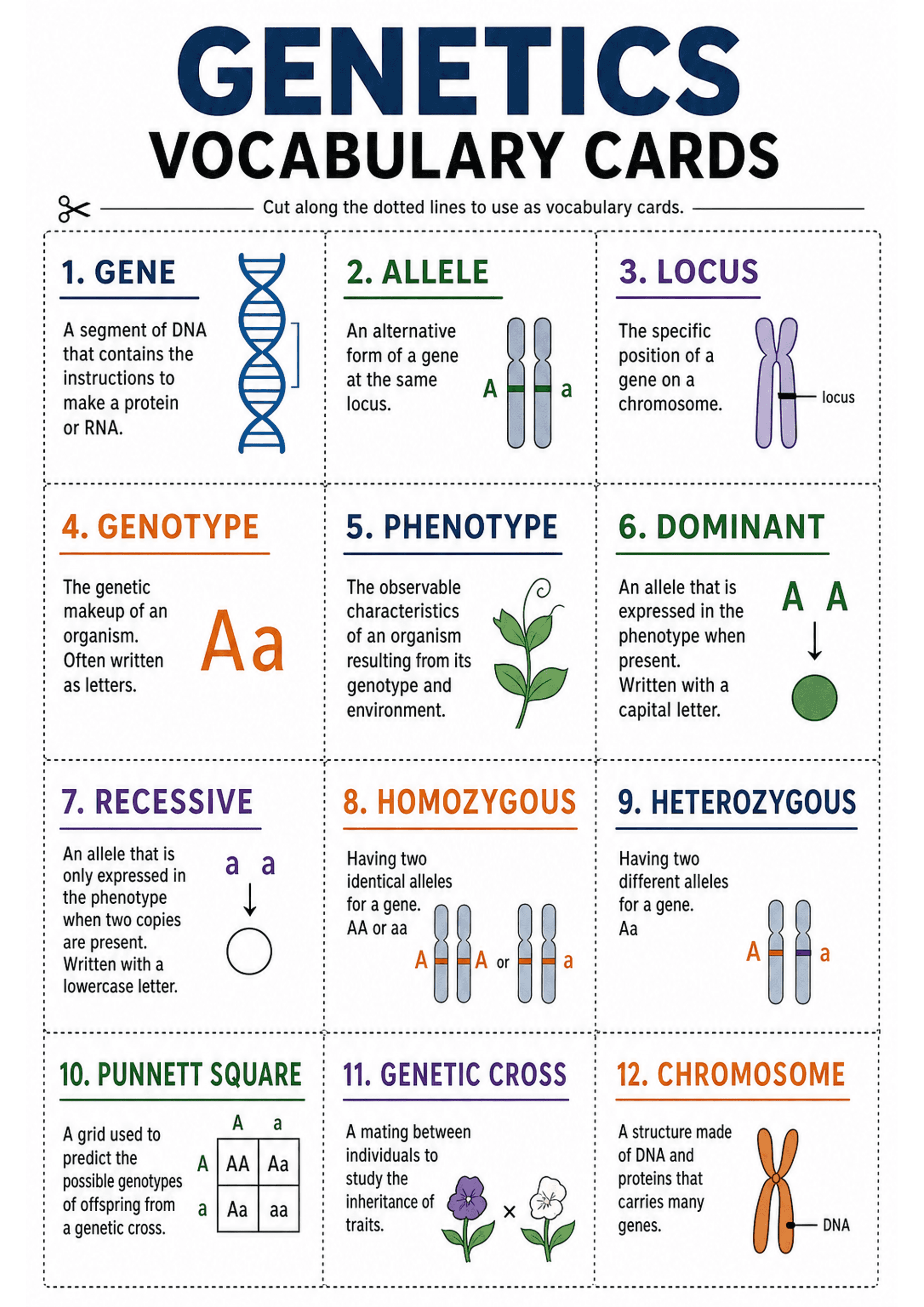 Genetics Vocabulary Cards: One A4 page arranged as 3 columns × 4 rows of dotted-line cards (12 cards total). Each card includes a numbered heading in bold colour, a coloured underline, a one- or two-sentence definition, and a small supporting icon or diagram (DNA helix, chromosomes, Punnett square, plant, allele letters). A large title at the top reads 'GENETICS VOCABULARY CARDS' with a scissor icon and 'cut along the dotted lines' instruction. Text density is low, with short phrases and single...