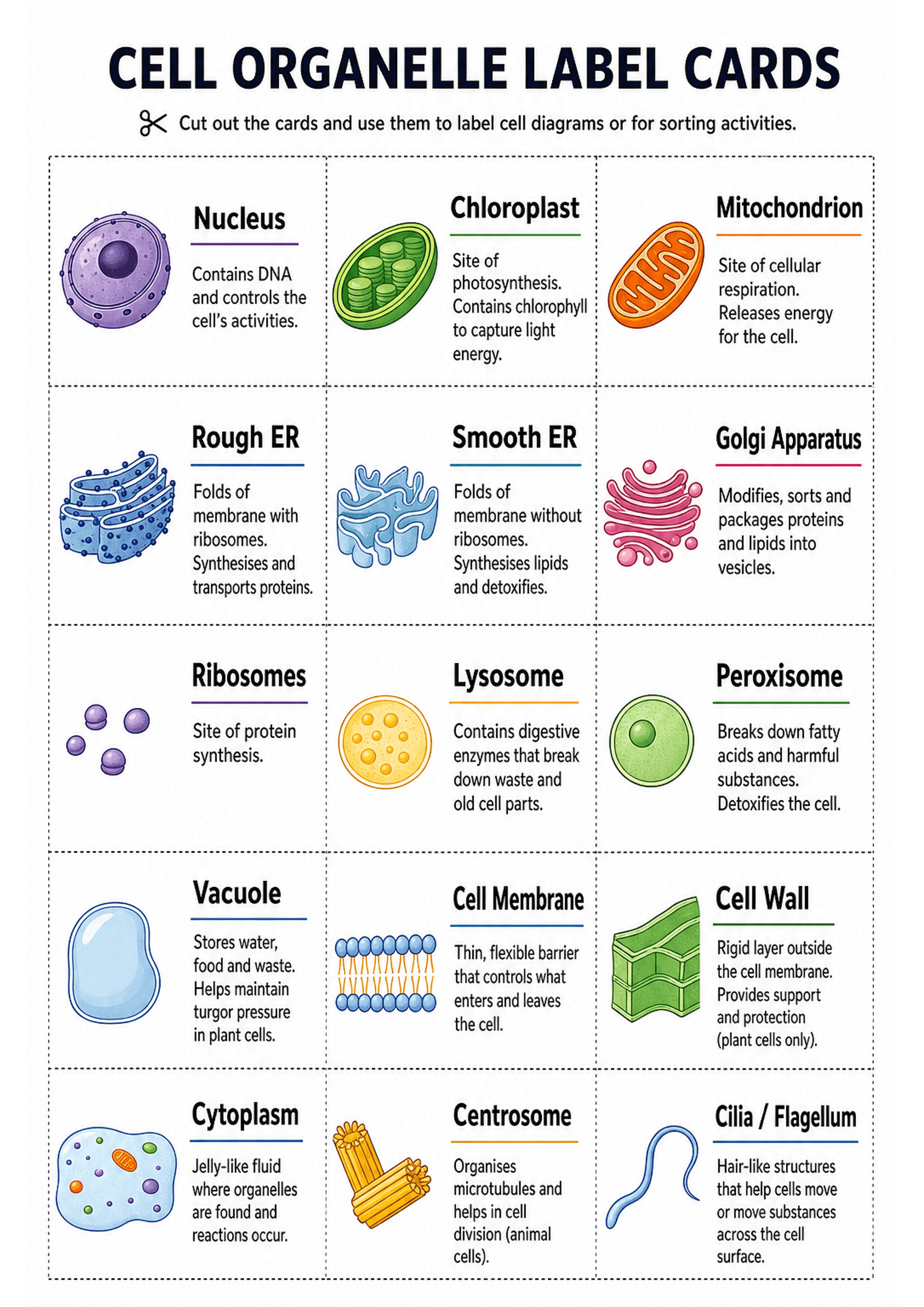 Cell Organelle Label Cards: Portrait A4 printable with title and short instruction at top; a multi-row 3-column grid of dotted cut-out cards. Each card contains: a coloured illustrated icon of the organelle (left), a bold heading organelle name with a coloured underline, and a 1–3 sentence definition/description (right). Visible organelles include: Nucleus, Chloroplast, Mitochondrion, Rough ER, Smooth ER, Golgi Apparatus, Ribosomes, Lysosome, Peroxisome, Vacuole, Cell Membrane, Cell Wall, Cytop...