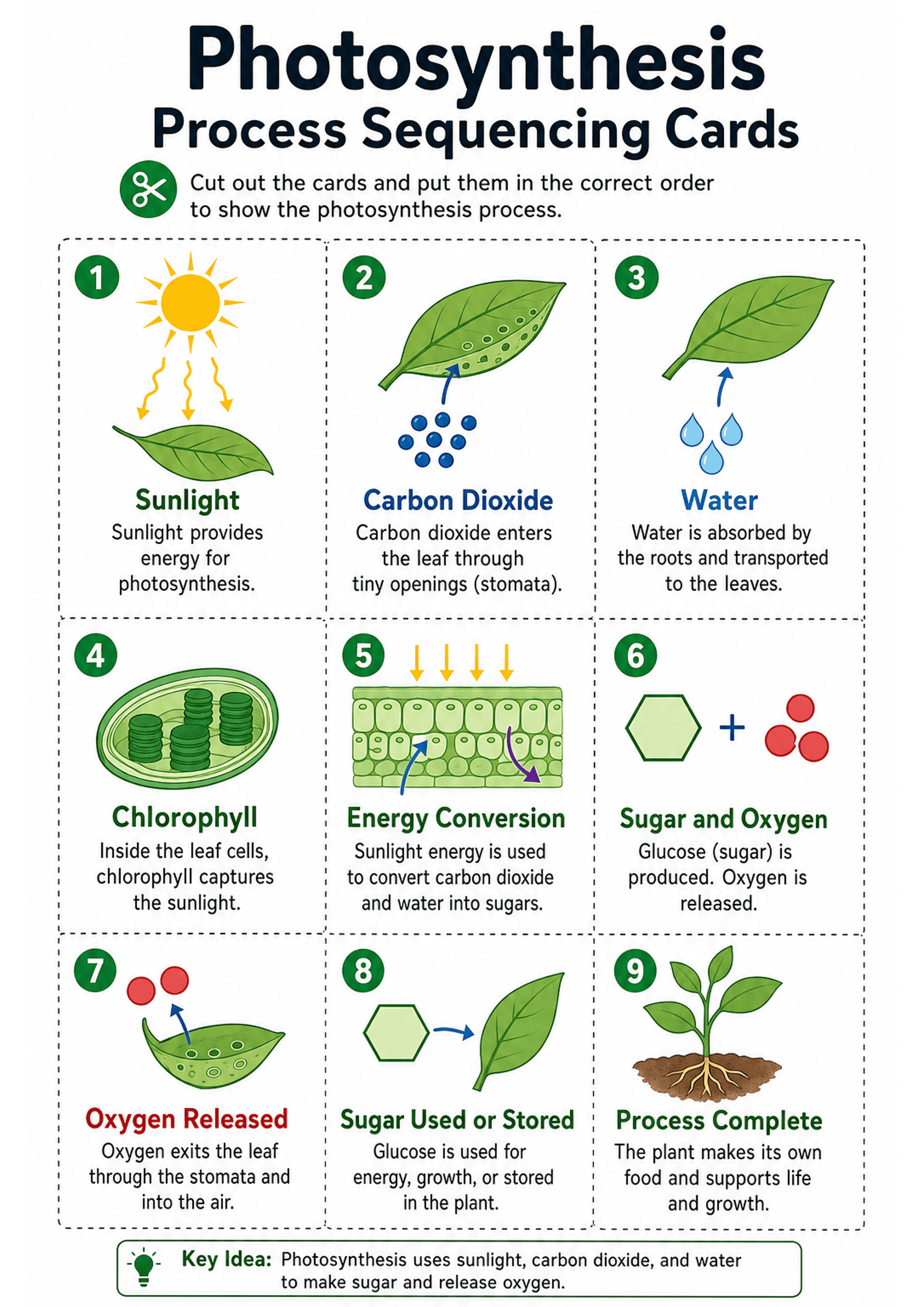 Photosynthesis Process Sequencing Cards: A4 portrait sheet titled 'Photosynthesis Process Sequencing Cards' with a brief instruction to cut out cards. Nine dashed-outline rectangular cards arranged in a 3x3 grid, each with a green circular step number in the top-left, a coloured illustration (sun, leaf, water drops, chloroplast, cell cross-section, hexagon + red circles, leaf with gases, sugar arrow to leaf, plant with roots), a bold heading (e.g. 'Sunlight', 'Carbon Dioxide', 'Water', 'Chlorop...