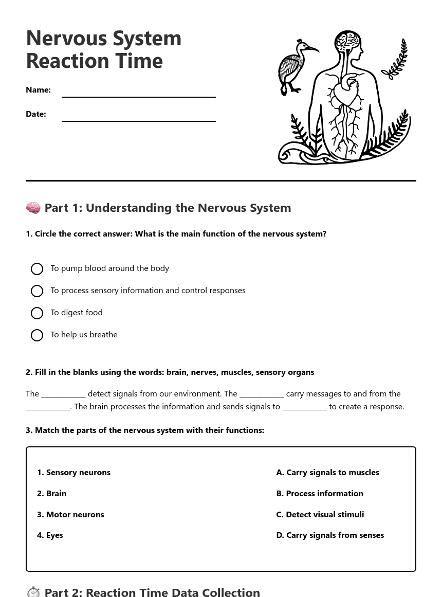 Nervous System Reaction Time worksheet preview