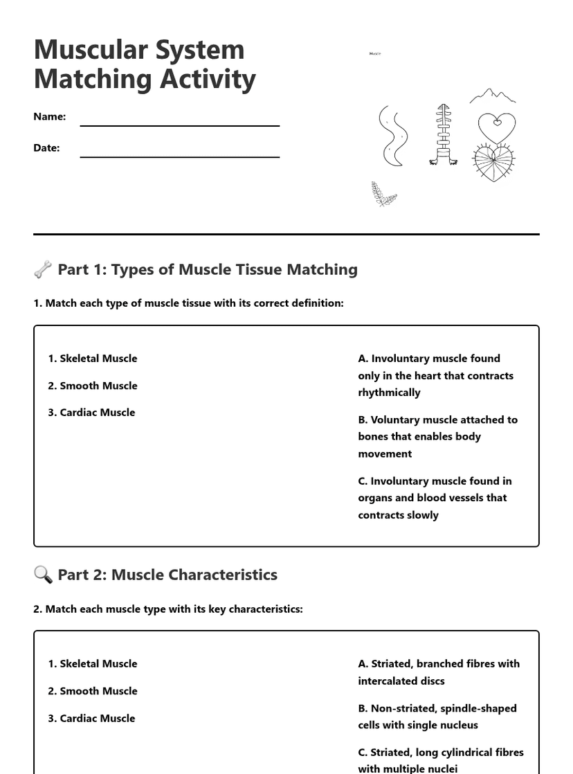 Muscular System Matching Activity