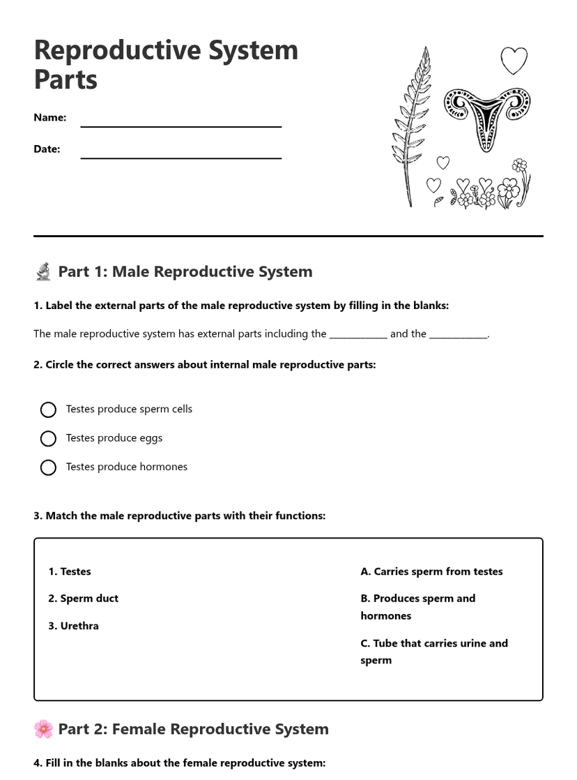 Reproductive System Parts
