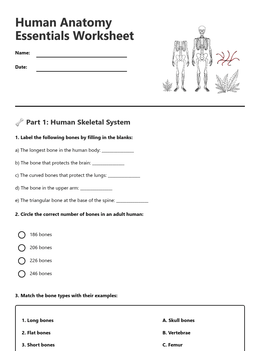 Human Anatomy Essentials Worksheet worksheet preview