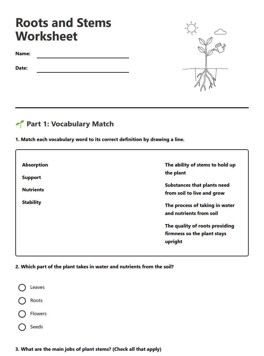 Roots and Stems Worksheet worksheet preview