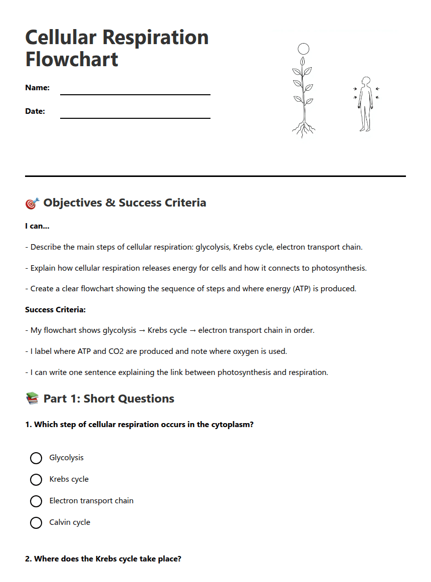 Cellular Respiration Flowchart worksheet preview